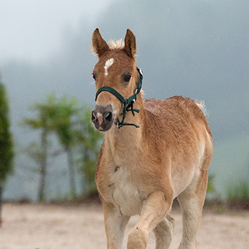 Haflinger Bundesjungstutenschau 2015